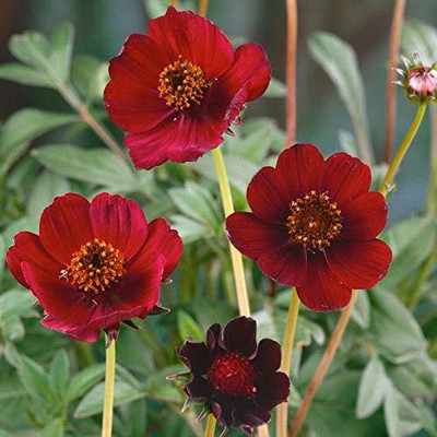 Aywal Cosmos - Double Click Mixed - High Germination Seed(5 g)