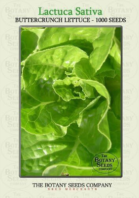 KNESSiN Buttercrunch Lettuce Seed(200 per packet)