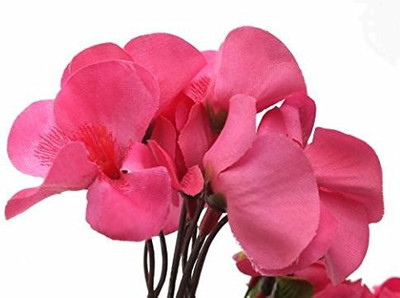 Lorvox Sweet Pea Flower Seeds F1 Hybrid Seed(80 per packet)