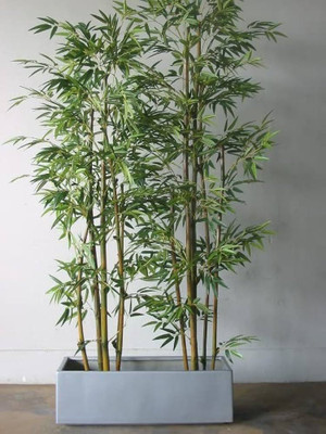 wequality bamboo fencing for gardening/bamboo seeds 32 Seed(32 per packet)