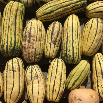 KNESSiN DLH-73 Sweet Dumpling Squash Seed(30 per packet)