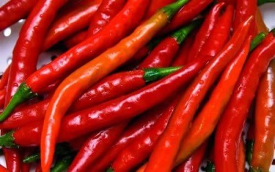 CYBEXIS Hardy Hot Chilli seeds DE CAYENNE2400 Seeds Seed(2400 per packet)