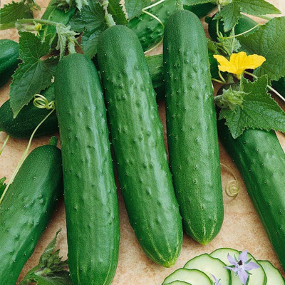 KNESSiN Cucumber Seed(200 per packet)