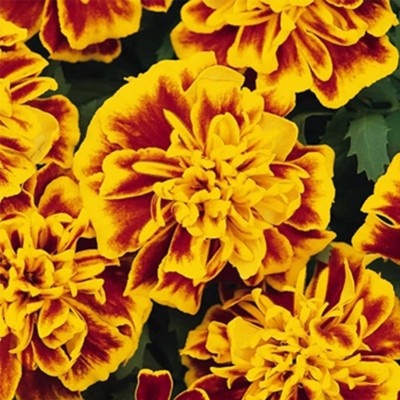 Qualtivate XLL-452 Bee French Marigold Seeds Seed(500 per packet)