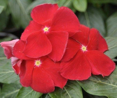 ibains Red vinca seeds Seed(37 per packet)