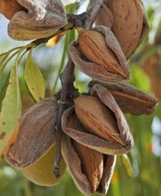 VibeX LX-98 - Prunus dulcis/Almond/Badam/Sweet Almond - (30 Seeds) Seed(30 per packet)