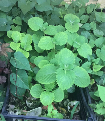 Quentova QT-ICRA-5S-Cuban Oregano Herb Seed(250 per packet)