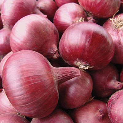 KEROS Organic Red Onion Seed(300 per packet)