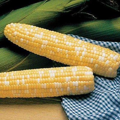 CYBEXIS VXI-87 - Serendipity Triplesweet Hybrid Corn - (250 Seeds) Seed(250 per packet)