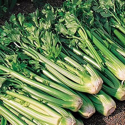 CYBEXIS LX-13 - Tango Hybrid Celery - (250 Seeds) Seed(250 per packet)