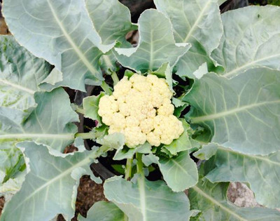 SRK Shree Radha Krishna white cauliflower,gobhee seeds Seed(35 per packet)