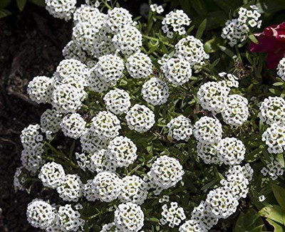 CYBEXIS Alyssum, Sweet Allison - White Variety Seed(50 per packet)