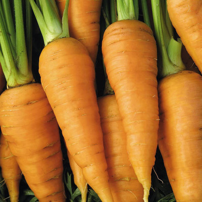 WILLVINE PUAS-393 Red Core Chantenay Carrot Seeds Seed(500 per packet)
