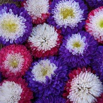 Aywal Aster Mix Flower Seed(30 per packet)
