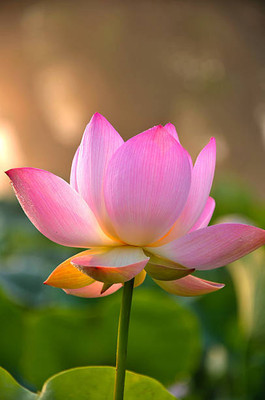 nature boon lotus,kamal gatta Seed(11 per packet)