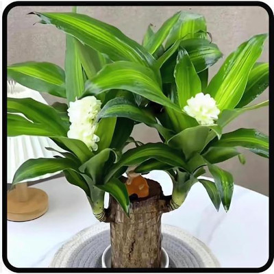 truecart care Imported Original Mini Brazilian Lucky Wood Live Stick Plant Without Pot Seed(1 per packet)