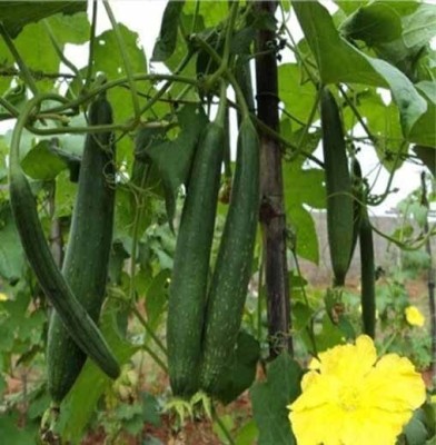 KNESSiN Sponge Gourd Seeds for Kitchen gardening Seed(500 per packet)