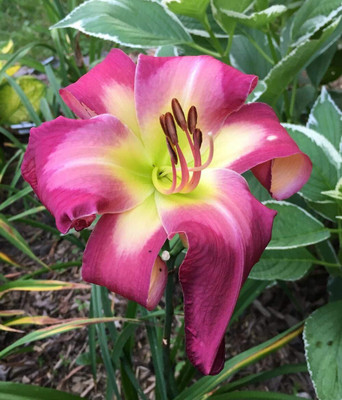 Cloud Farm Lily Plant Seed(2 per packet)
