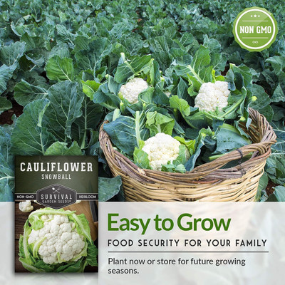 WILLVINE VNR -III Snowball Cauliflower - Fall and Winter[50g, 15000 Seeds] Seed(15000 per packet)