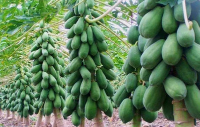 DEYS AGRO ® taiwan red lady 786 papaya seeds,f1 hybrid Seed(122 per packet)