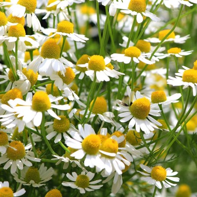 CYBEXIS TLX-24 - Chamomile German- - (250 Seeds) Seed(250 per packet)