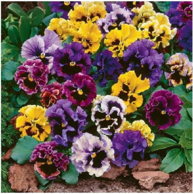 CYBEXIS Pansy - Masterpiece Rococo Mix Seed(1 g)