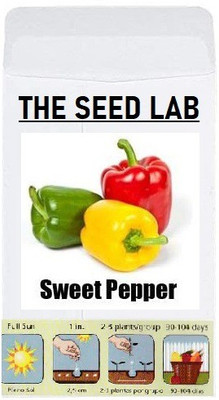 CYBEXIS Capsicum Seed(2400 per packet)