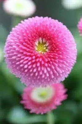 MAA Daisy Seed(150 per packet)