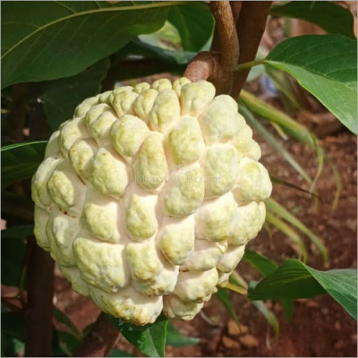 XOLDA Custard apple fruit (setaphal) Seed(11 per packet)