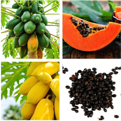 Pbevergreen Red lady papaya original Seed(1350 per packet)