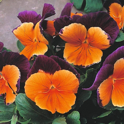 BDSresolve Pansy flower seeds hybrid double/Pansy seed 22 Seed(22 per packet)