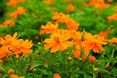 Quentova Cosmos sulphureus-6O-QLTY Seed(75 per packet)