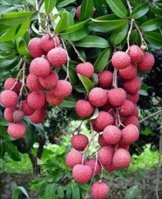 Aro Litchi, Lichi, Lychee Seed(20 per packet)