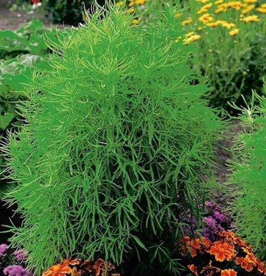 Avysa Kochia Plant, Burning Bush Seed(50 per packet)
