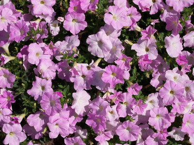 XOLDA Exotic petunia Seed(31 per packet)