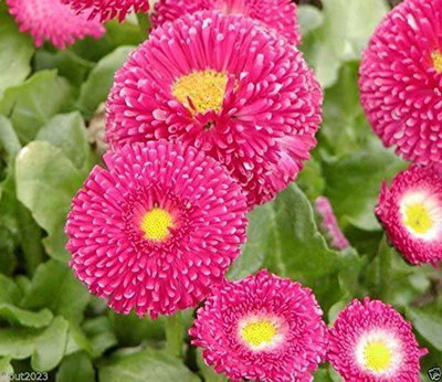 CYBEXIS GUA-49 - Rose- Super Enorma Double - English Daisy - (540 Seeds) Seed(540 per packet)