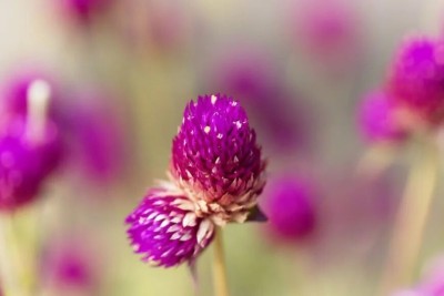 Quentova Gomphrena Purple Flower-ROC-4S Seed(75 per packet)