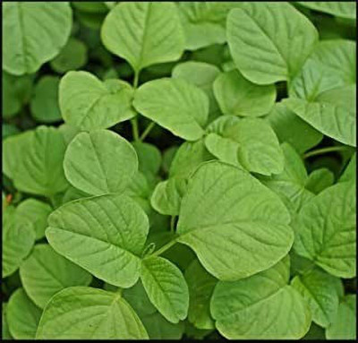 Chalisa Agencies Amaranthus Green Seed(40 per packet)