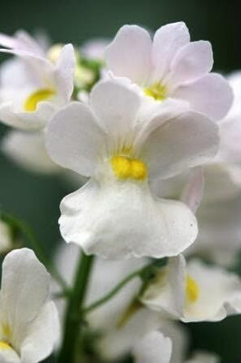 LPR NEMESIA Seed(250 per packet)