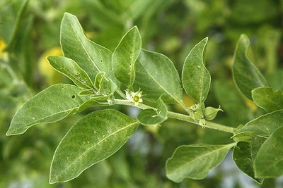 BDSresolve ashwagandha seeds variety Seed(35 per packet)
