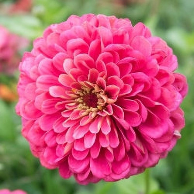 ashokavanam Zinnia Elegans Seeds - Illumination Deep Rose Seed(50 per packet)