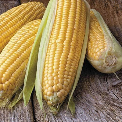 Qualtivate XXX-8A Honey Select Triplesweet Hybrid Corn Seed(400 per packet)