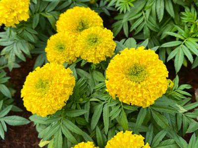 NIDHI AYURVEDIC marigold/gende ka phool flower seeds Seed(75 per packet)