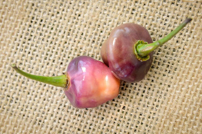 Biosnyg Non GMO Cheiro Roxa Hot Pepper Seeds for Home Gardening-(1000 Seeds) Seed(1000 per packet)