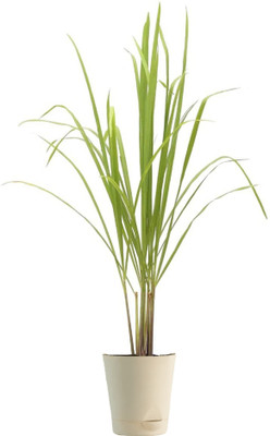 Mozette Organic lemon grass herb Seed(22 per packet)