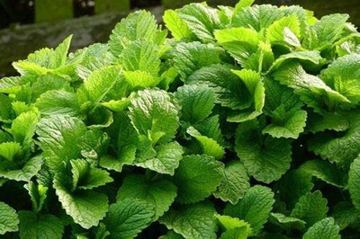 CYBEXIS NBIR-25 - Lemon Balm Herb - (750 Seeds) Seed(750 per packet)