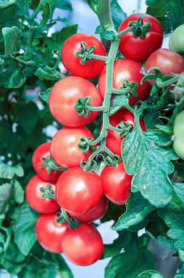 HUEX tomato Seed(100 per packet)
