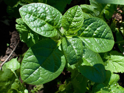 Pbevergreen Fresh VNR Green Palak Vegetable Hybrid Seed(60 per packet)
