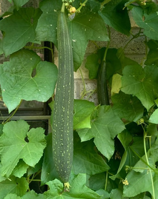 UGRA Sponge Gourd Loofa Seed(80 per packet)