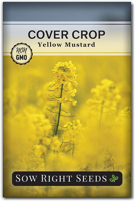 CYBEXIS GUA-49 - Yellow Mustard - (2250 Seeds) Seed(2250 per packet)